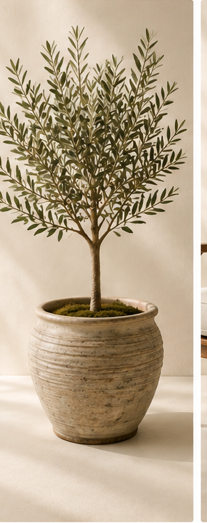 dsl living 03 olive tree